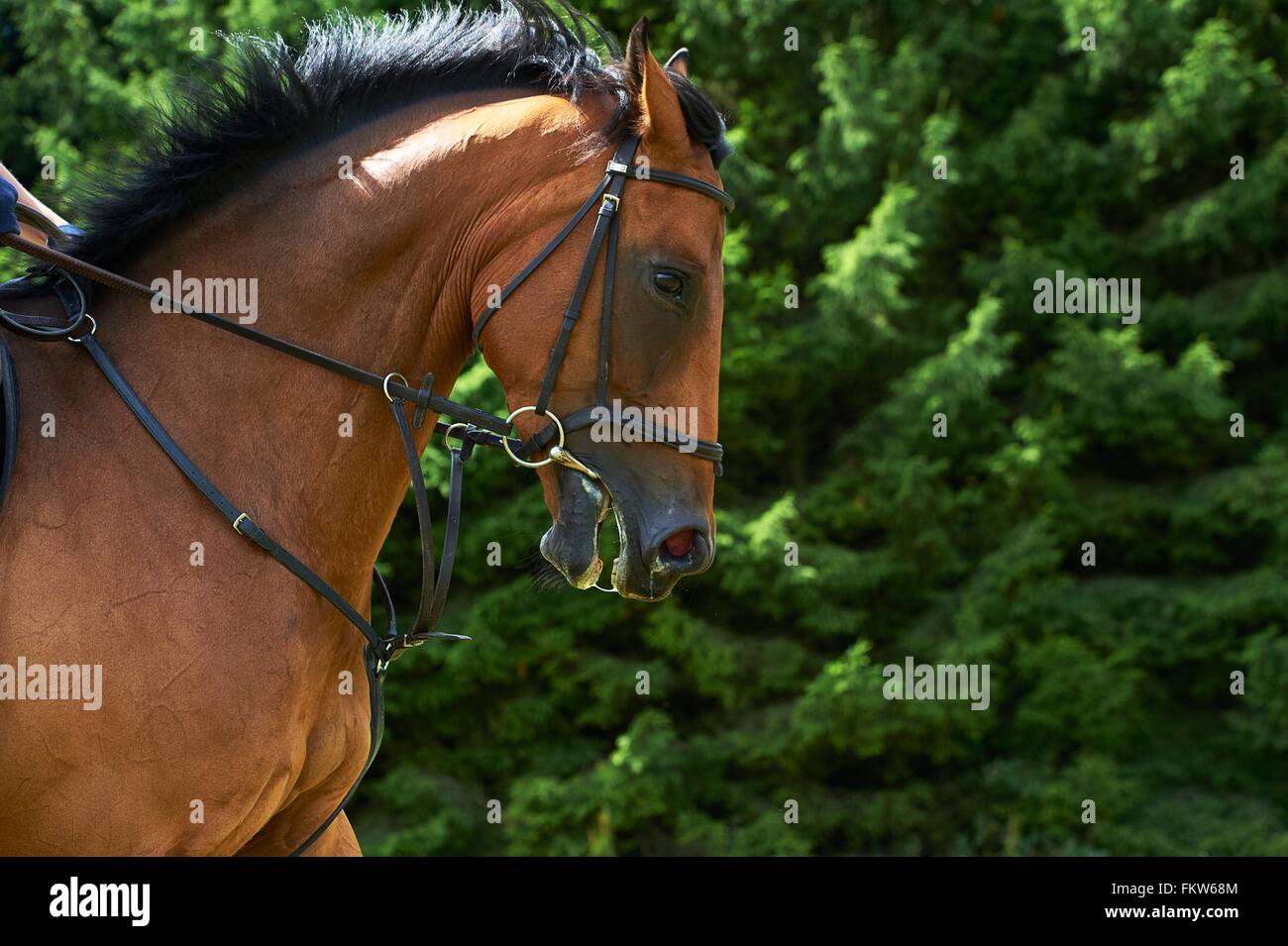 Vista lateral recortada de caballos de cabeza y hombros Foto de stock