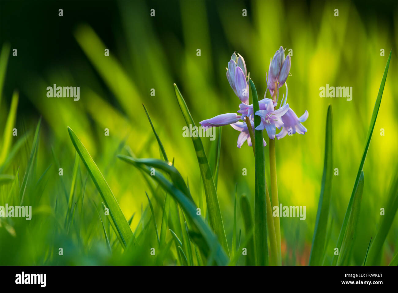 Español Bluebell {Hyacinthoides hispanica} delante de pasto largo, suave en la noche la luz solar. Las flores de la primavera. North Devon. Abril Foto de stock