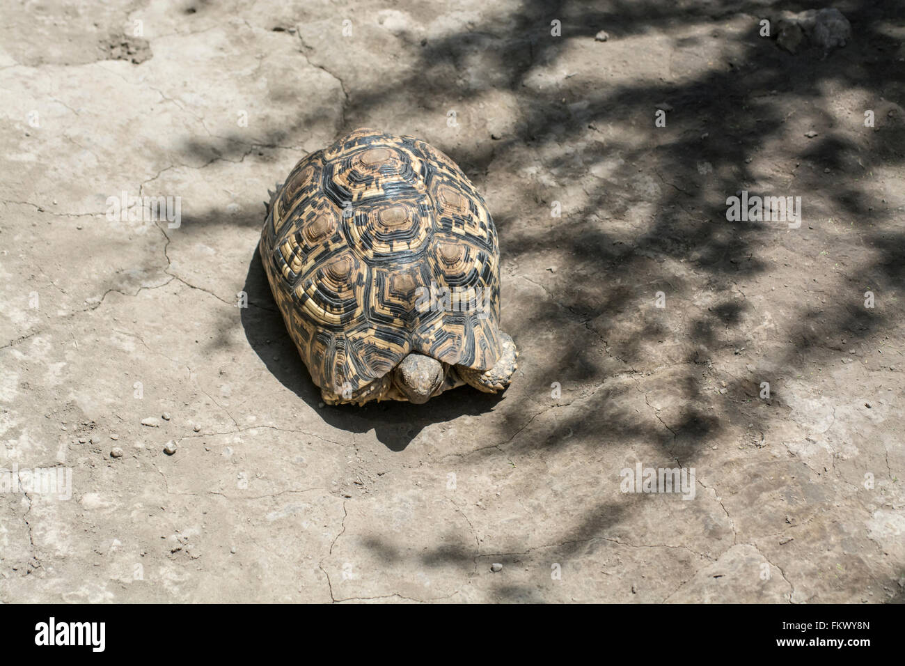 La tortuga leopardo (Geochelone pardalis) Foto de stock
