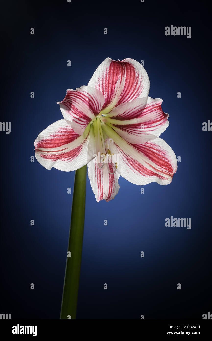 Flor de amarilis blanco con rayas rojas. Blooming naturales florales.  Hippeastrum aislado sobre fondo azul. Celebratio Fotografía de stock - Alamy