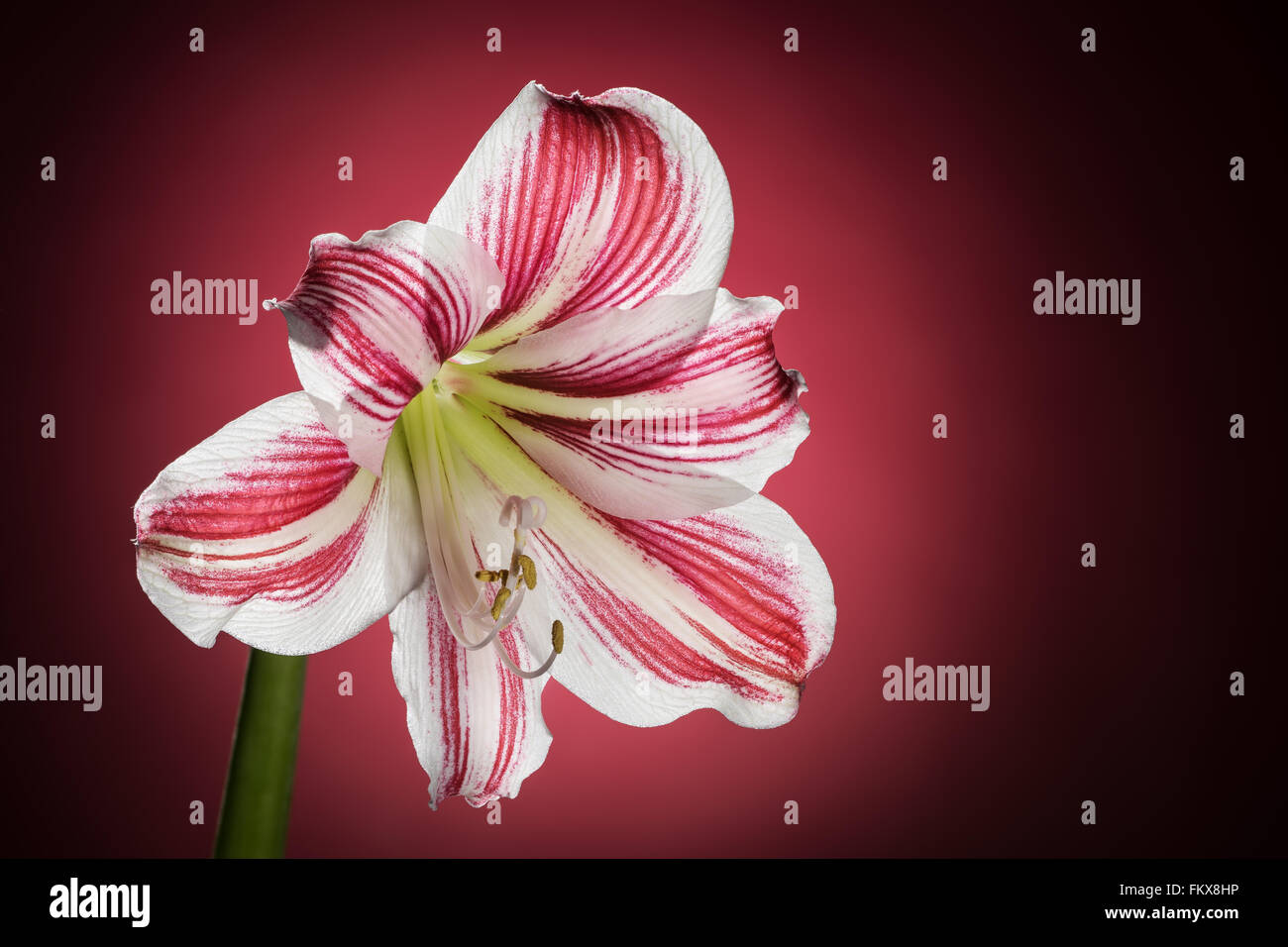 Flor de amarilis blanco con rayas rojas. Blooming naturales florales.  Hippeastrum aislado sobre fondo rojo. Celebración Fotografía de stock -  Alamy