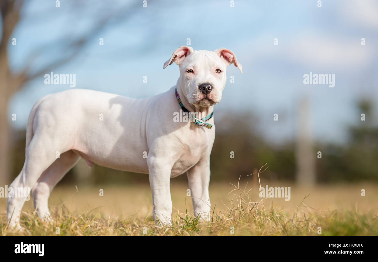 White American Staffordshire terrier cachorro de pie sobre el césped Foto de stock