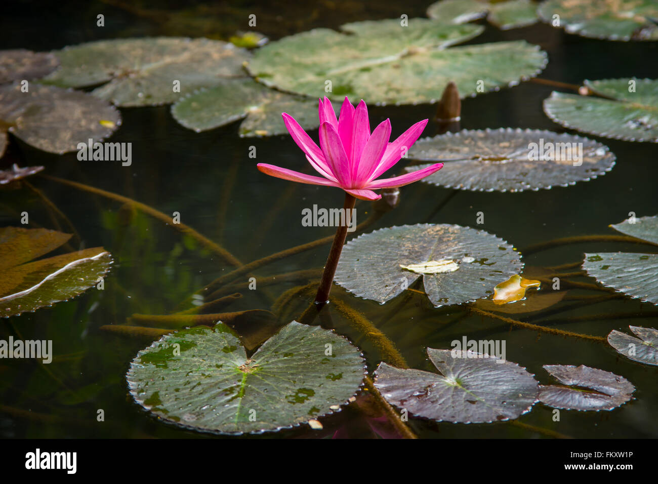 Colores de lirio de agua fotografías e imágenes de alta resolución - Alamy