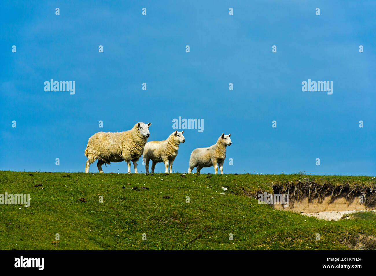 Tres ovejas en una pradera, Scotland, Reino Unido Foto de stock