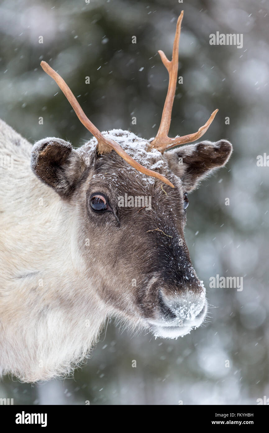 Los renos (Rangifer tarandus) en la nieve, retrato, cautiva, Kivilompolio, Laponia, Finlandia Foto de stock