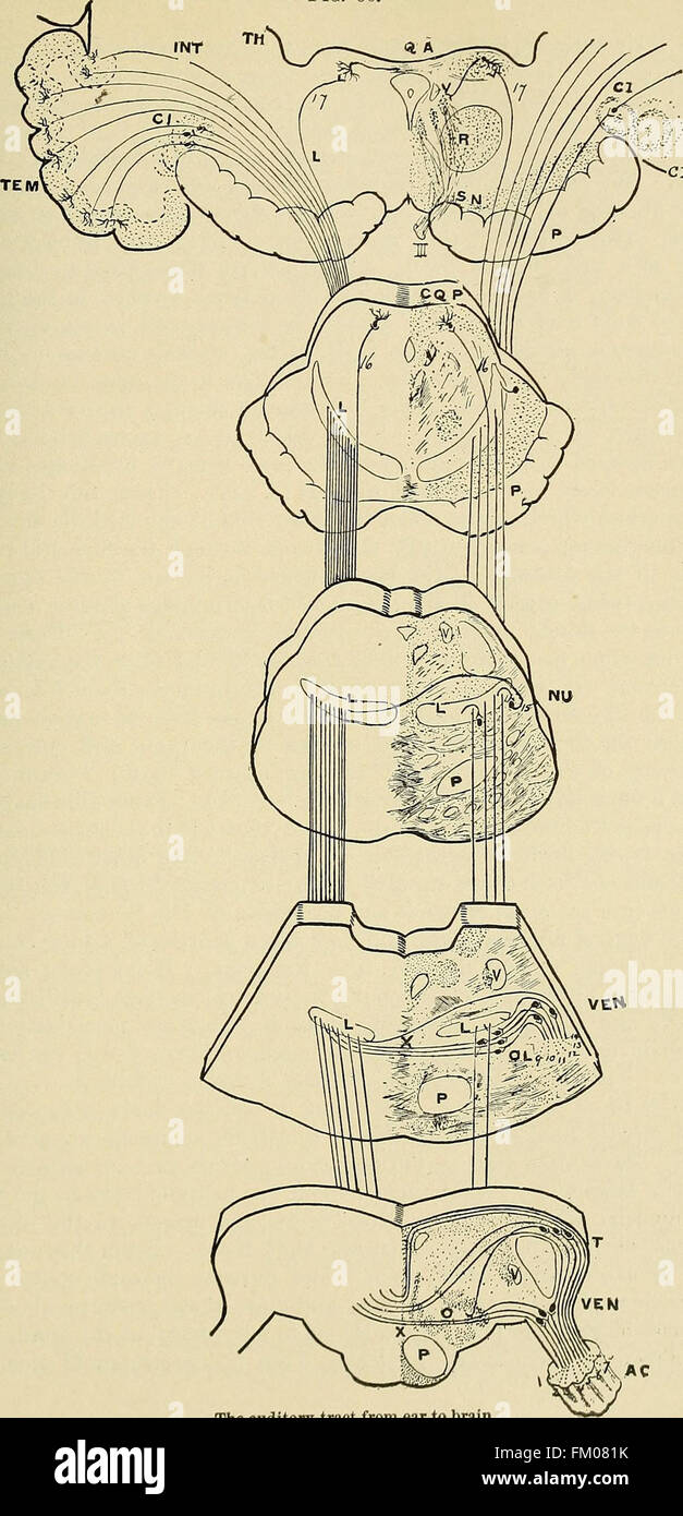 Orgánica y Funcional de enfermedades nerviosas; un libro de texto de Neurología (1913) Foto de stock