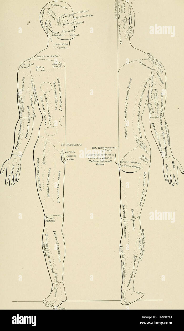 Orgánica y Funcional de enfermedades nerviosas; un libro de texto de Neurología (1913) Foto de stock