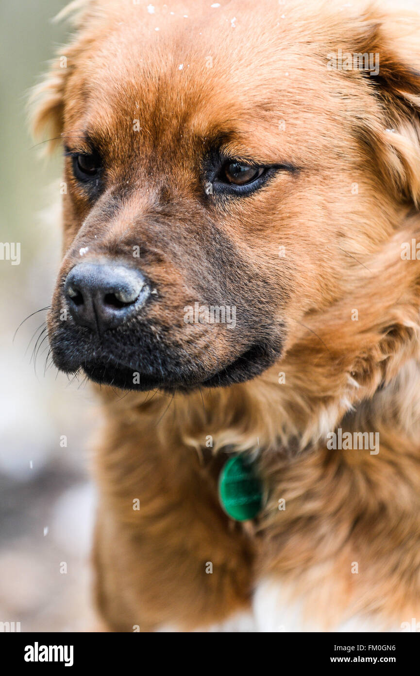 Labrador chow mix fotografías e imágenes de alta resolución Alamy