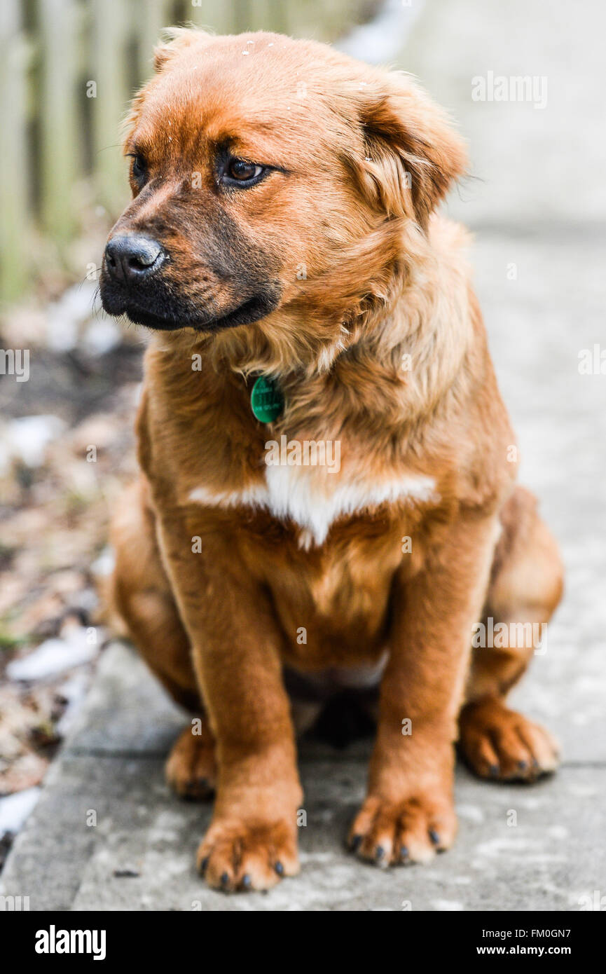 Labrador chow mix fotografías e imágenes de alta resolución Alamy
