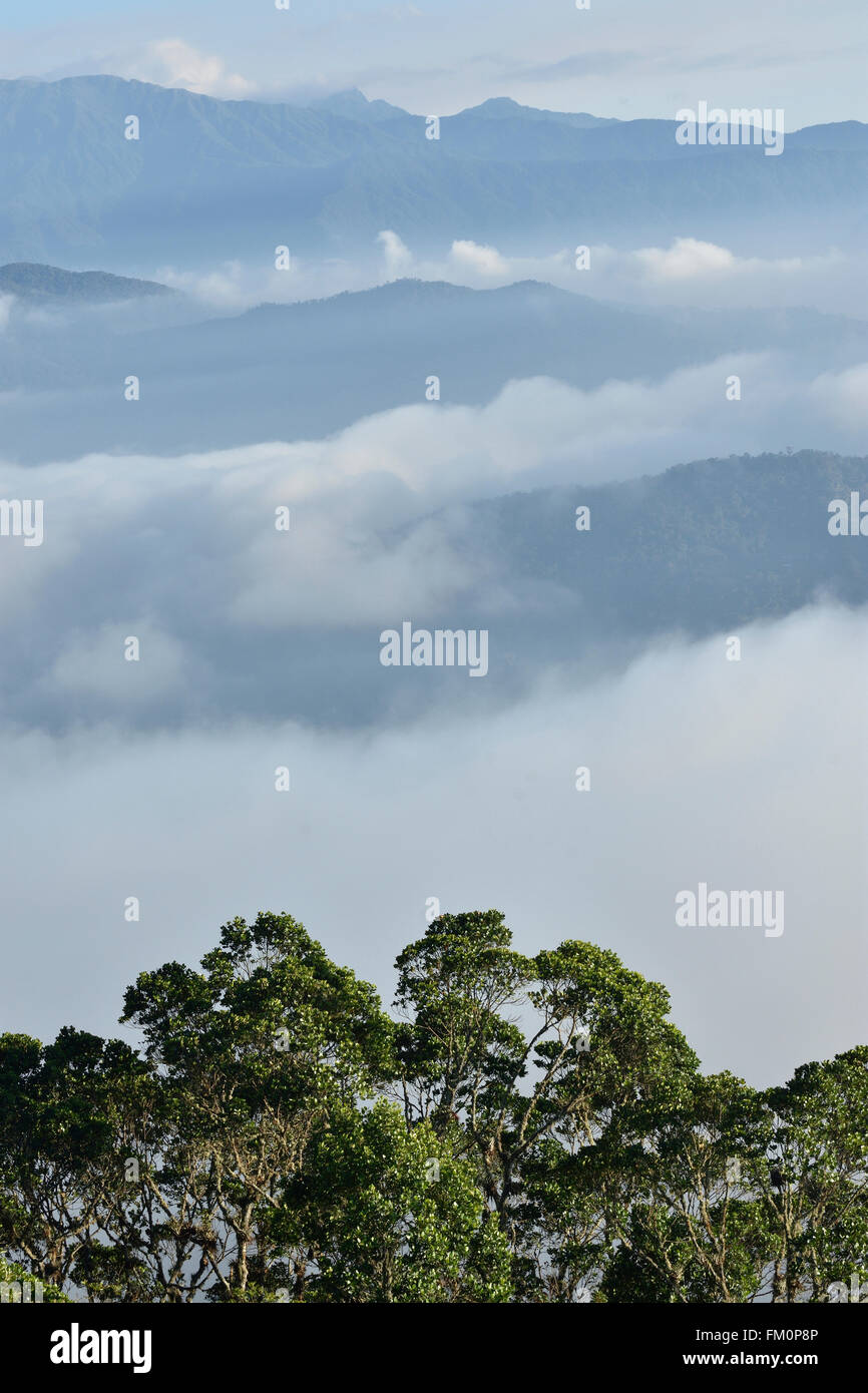 El Misty Mountain crestas con nubes de aferrarse a los valles de abajo y los árboles del bosque nuboso en primer plano. Foto de stock