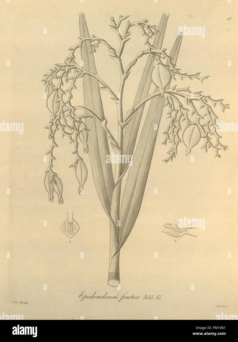 Xenia orchidacea (Fig. 37) Foto de stock