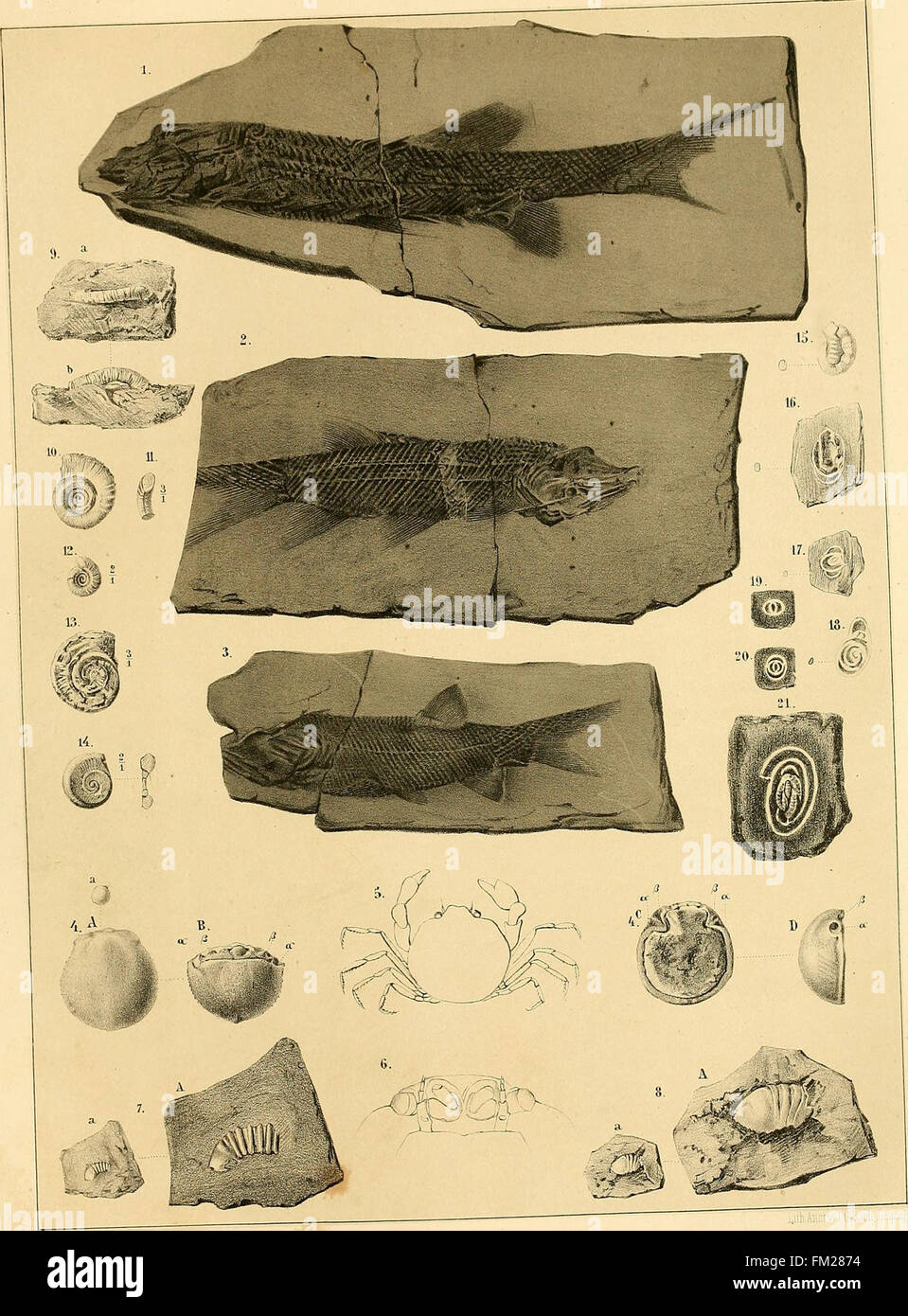 Dyas oder Die Rothliegende Zechsteinformation und das (1861) Foto de stock