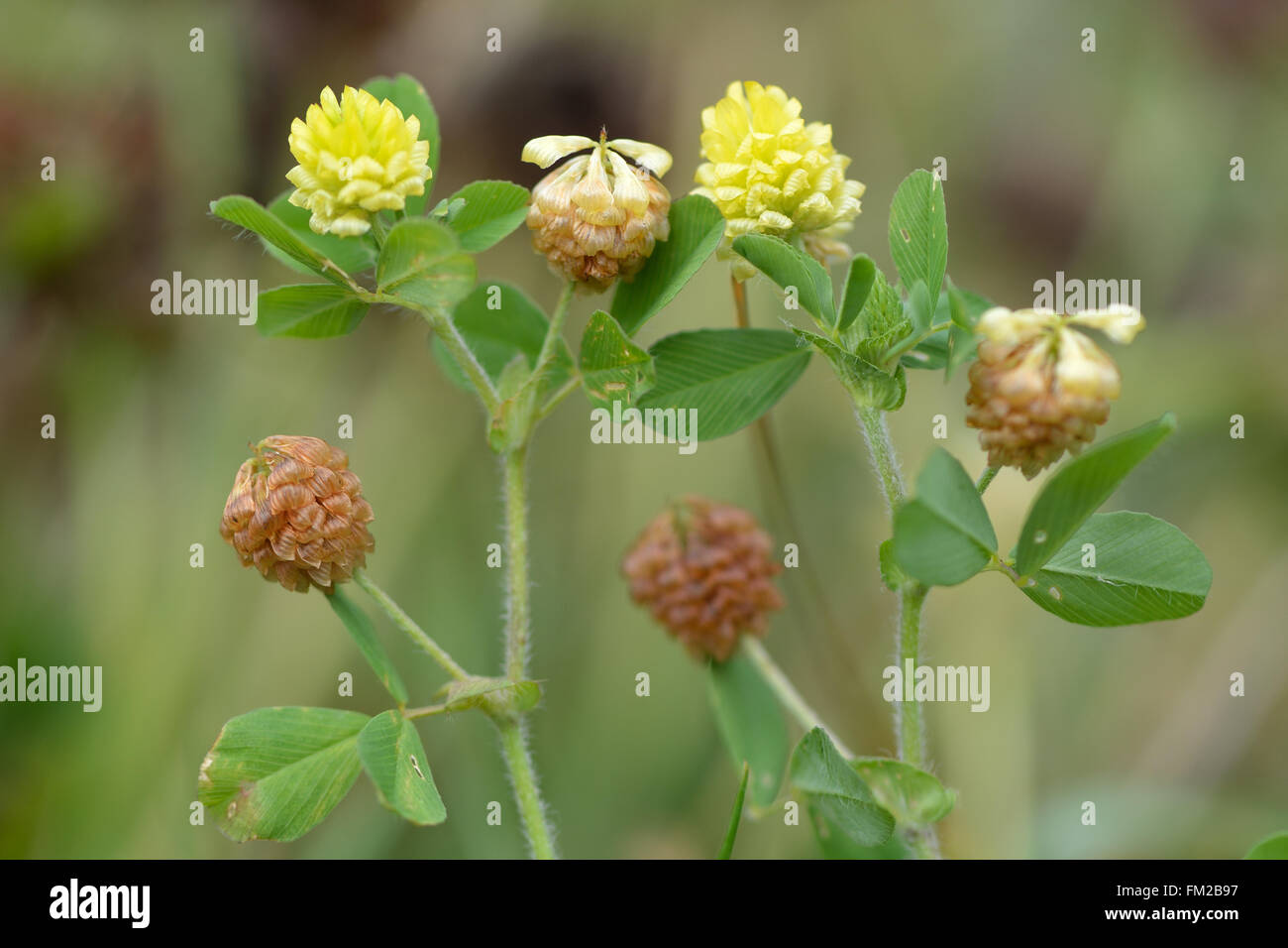 Hop el trébol (Trifolium campestre). Flores amarillas de una delicada legumbre crece en prados calcáreos, con algunos pétalos marrón Foto de stock