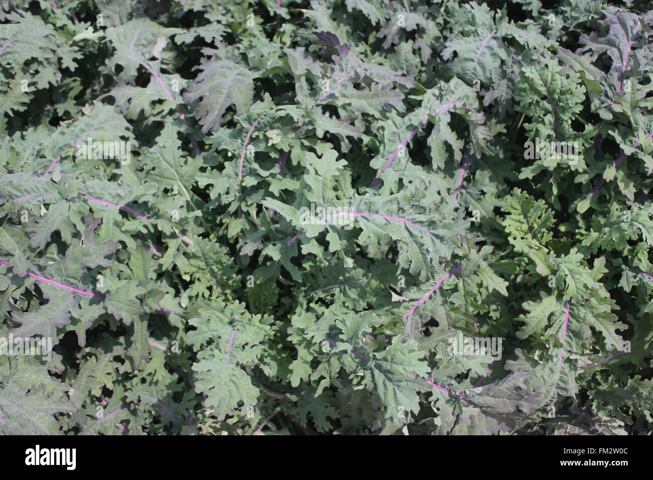 Brassica napus var. pabularia, Kale Rojo Ruso cultivar KTK-64, cultivar con hojas verdes glaucas con disecado blade Foto de stock