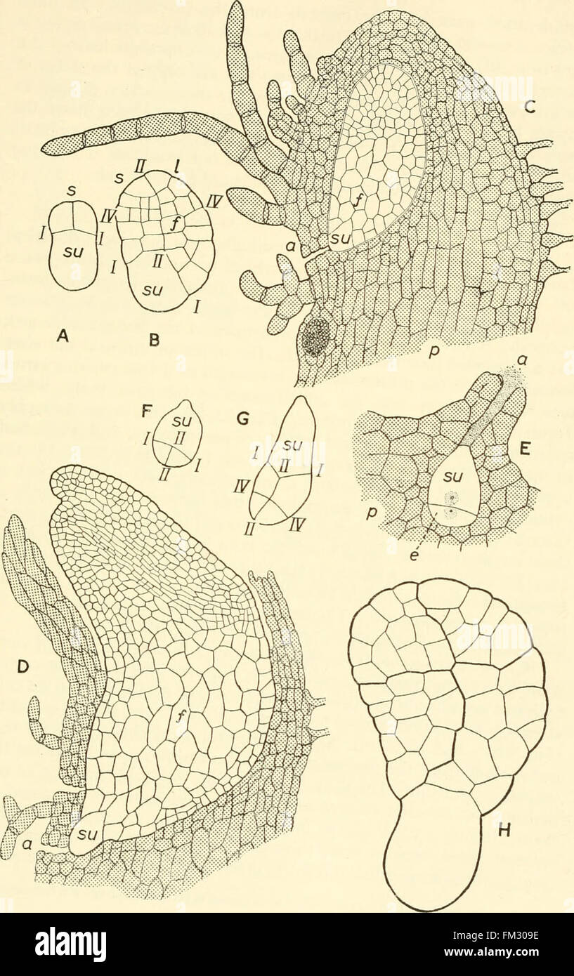 La embriogénesis en plantas (1955 Fotografía de stock Alamy