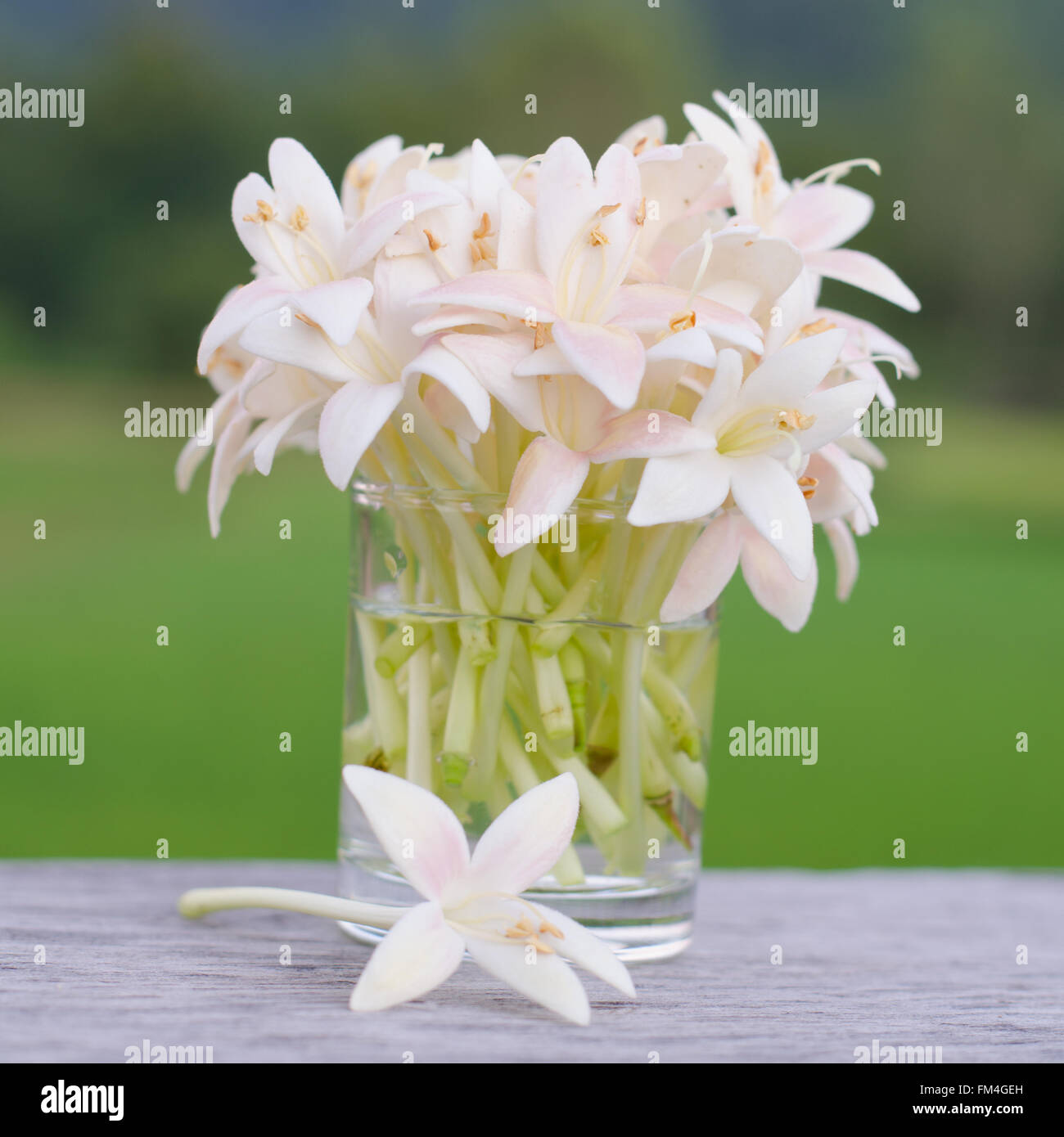 Flor de corcho fotografías e imágenes de alta resolución - Alamy