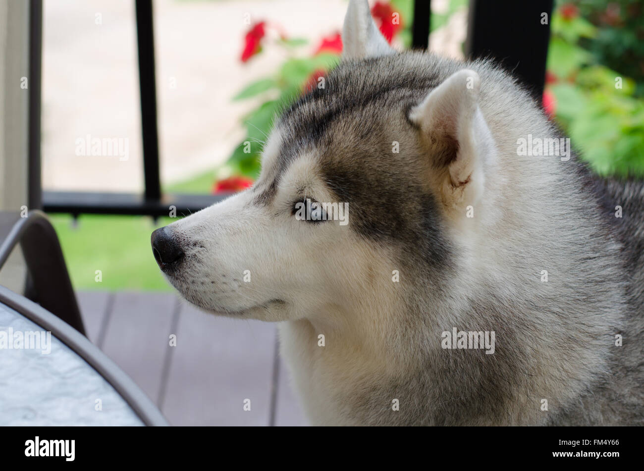 Cerrar de ojos azules de perro siberiano Foto de stock