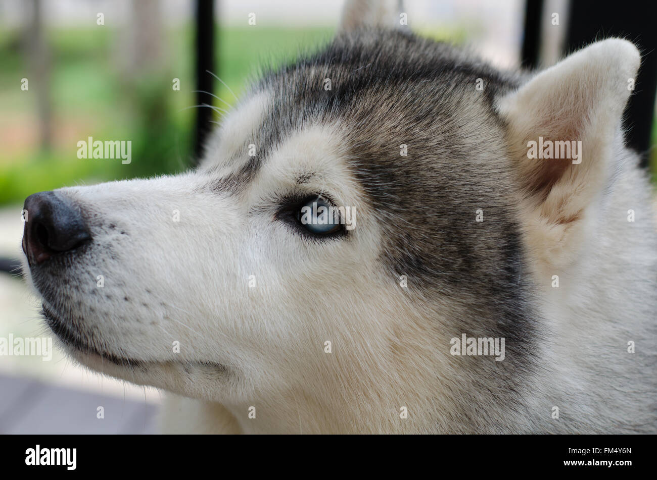 Cerrar de ojos azules de perro siberiano Foto de stock