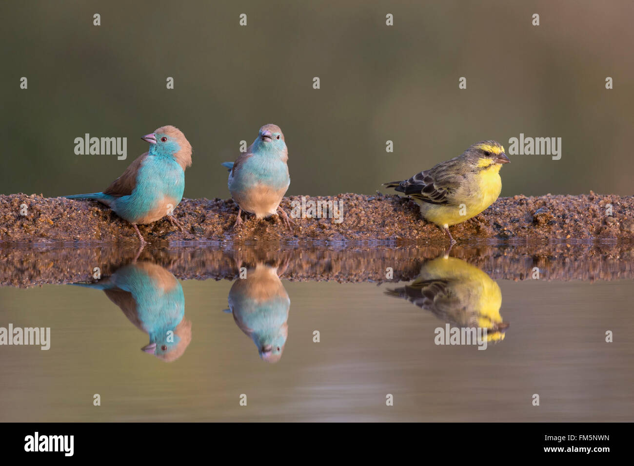 Azul (Uraeginthus waxbills angolensis) y de fachada amarilla (Canarias), Zimanga Crithagra mozambica, KwaZulu-Natal, Sudáfrica Foto de stock