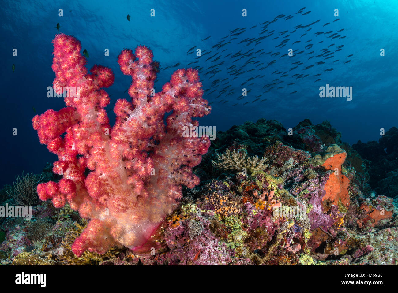 Los corales blandos con escenas de cardumen de peces en el fondo, Calanggaman, Malapascua, Filipinas, Noviembre Foto de stock
