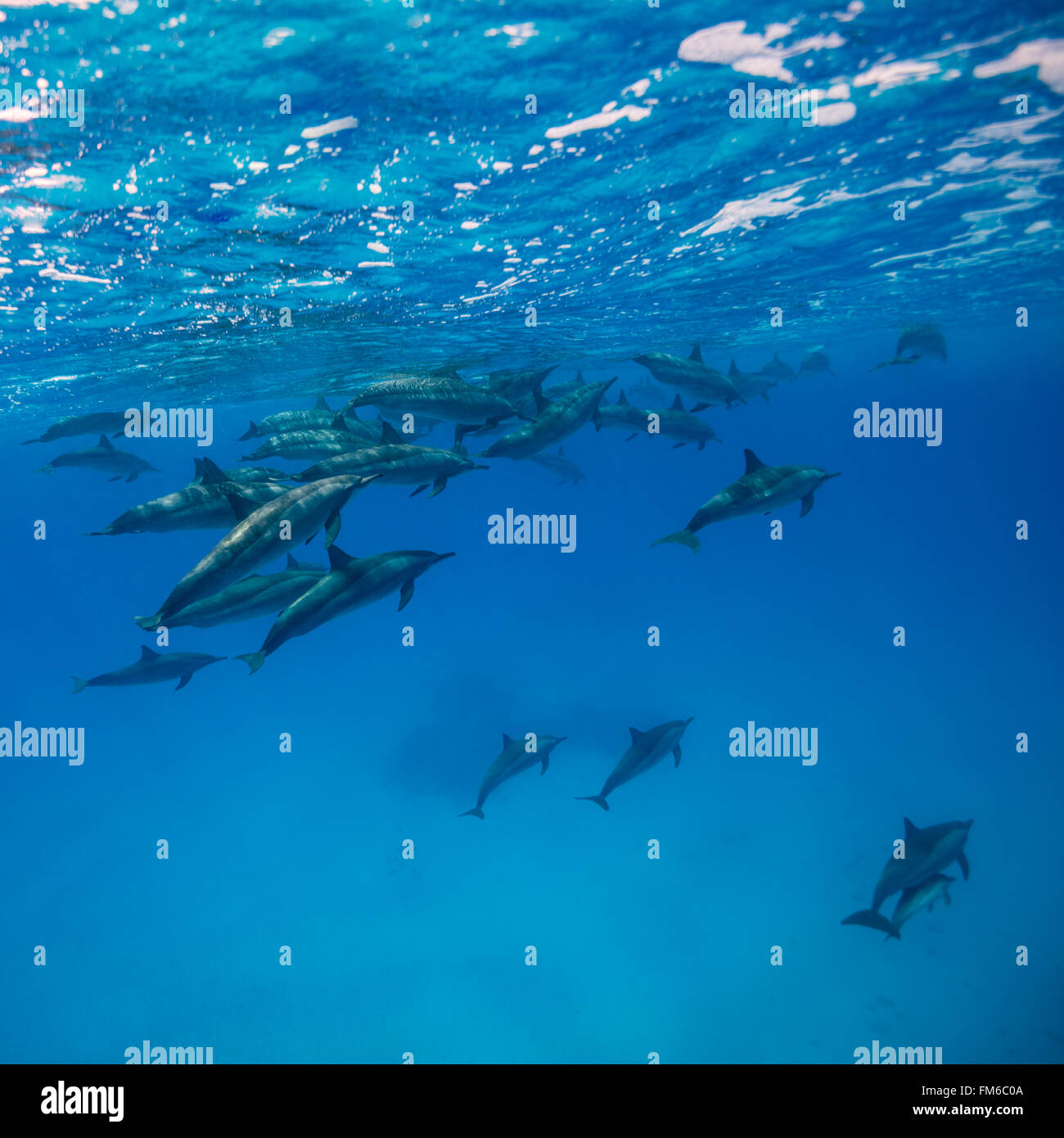 Una manada de delfines {Stenella longirostris} en los bajíos de furia. El acceso a estas áreas es restringido, y el barco de controladores Foto de stock