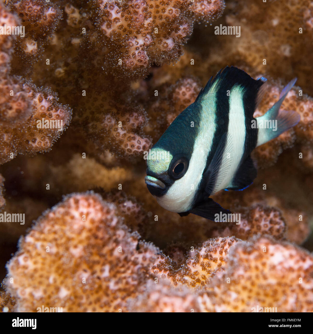 {Dascyllus aruanus Dascyllus Whitetail} en Sudán. Se muestra aquí entre corales duros en el arrecife de Sha'ab Rumi Cousteau (aldea) en su Foto de stock