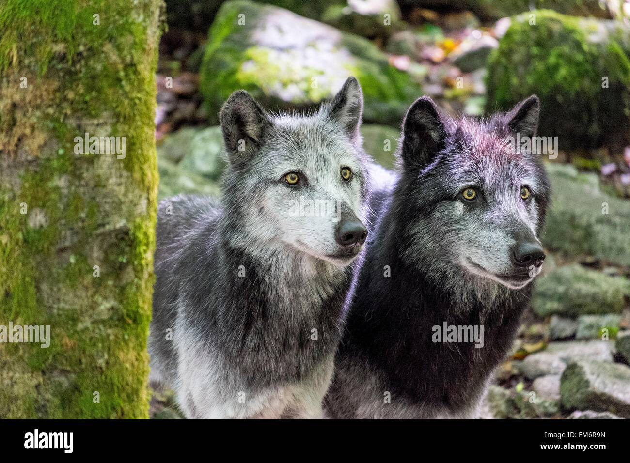 Francia, Ariège, Orlu, hogar de lobos, Wolf Polonia Foto de stock