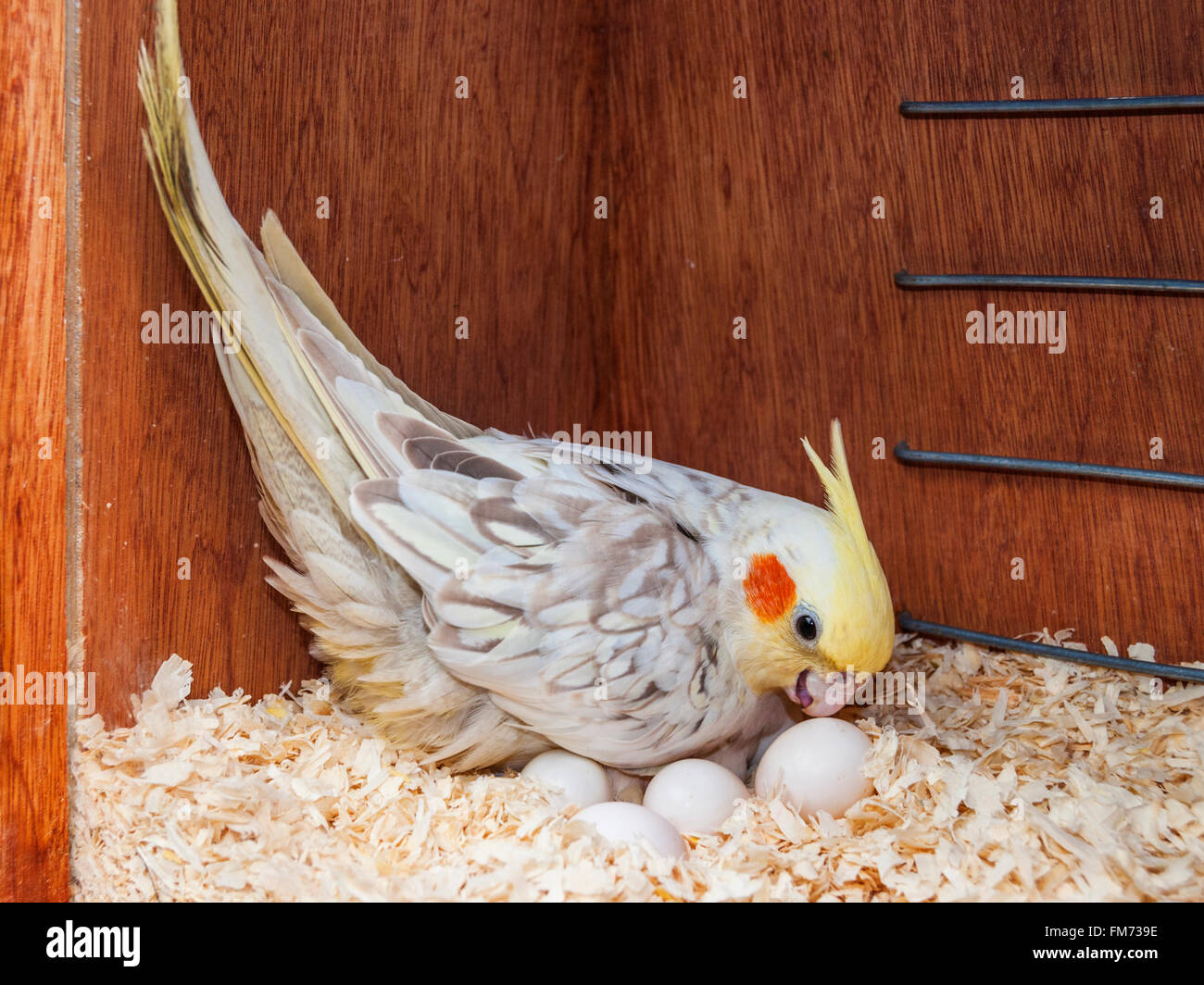Un cockatiel girando sus huevos en una caja nido Foto de stock