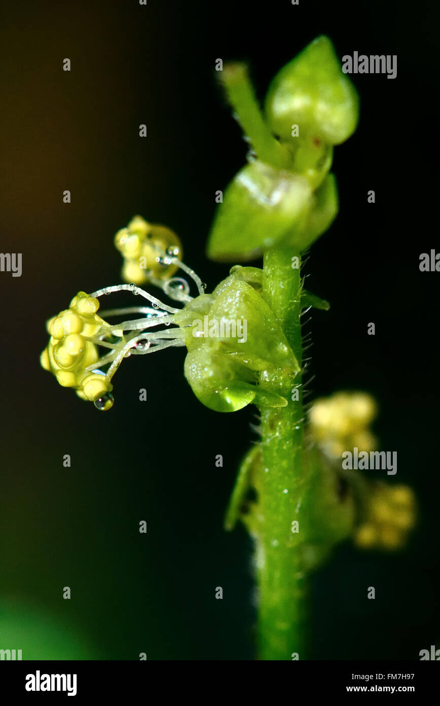Mercurio (Mercurialis annua anual) cerca de la flor. Planta anual de la familia Euphorbiaceae, en flor Foto de stock