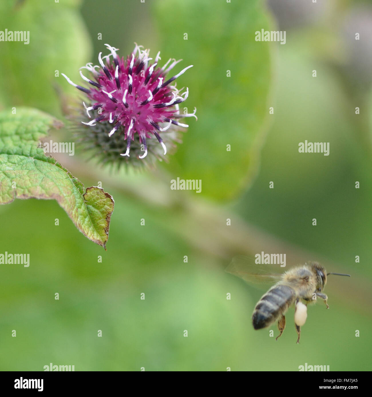 Lampazo menor (Arctium minus) con miel de abejas (Apis mellifera). Un inusual flor en la familia Asteraceae, con la abeja en vuelo Foto de stock