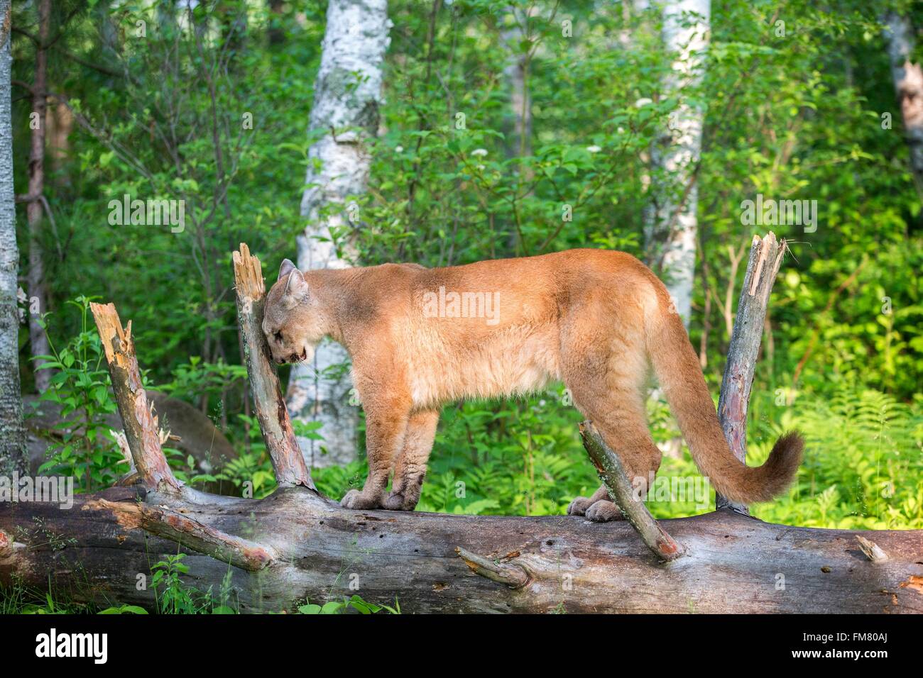 Estados Unidos, Minnesota, el puma (Puma concolor), también conocido como  el león de montaña Fotografía de stock - Alamy