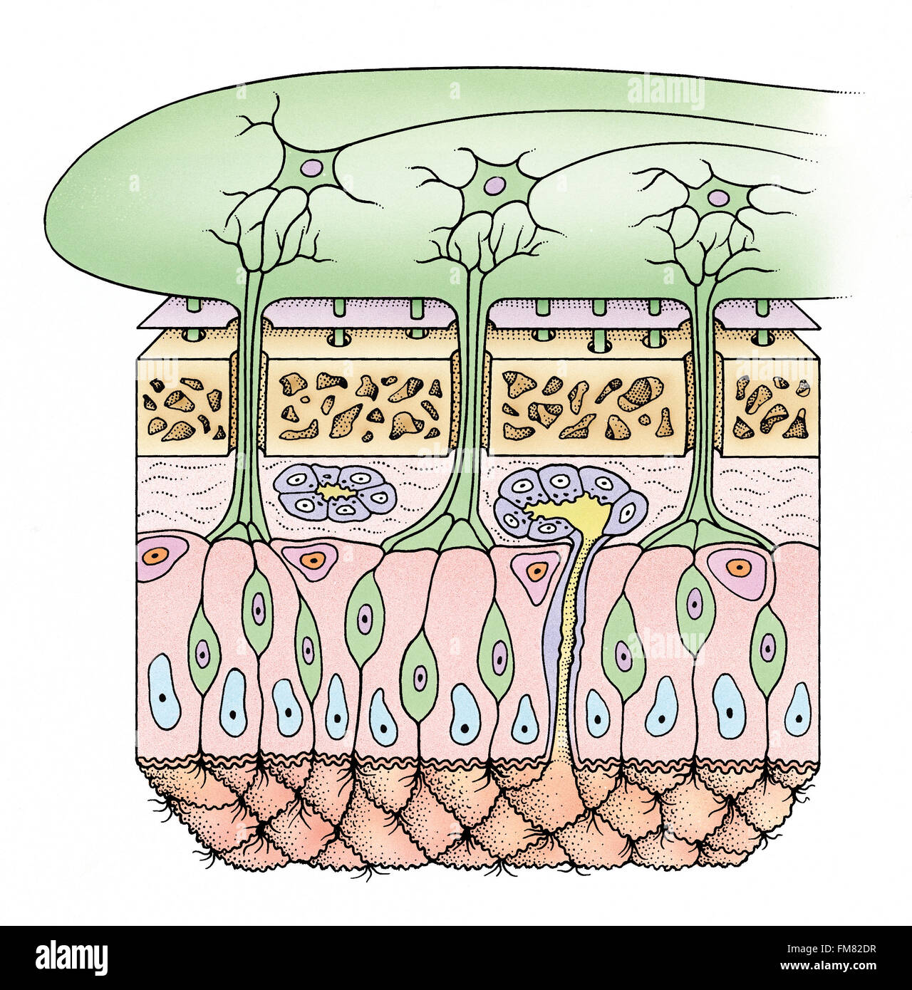 Diagrama de células en la nariz que procesa el olfato, diferentes tipos celulares resaltada. Foto de stock