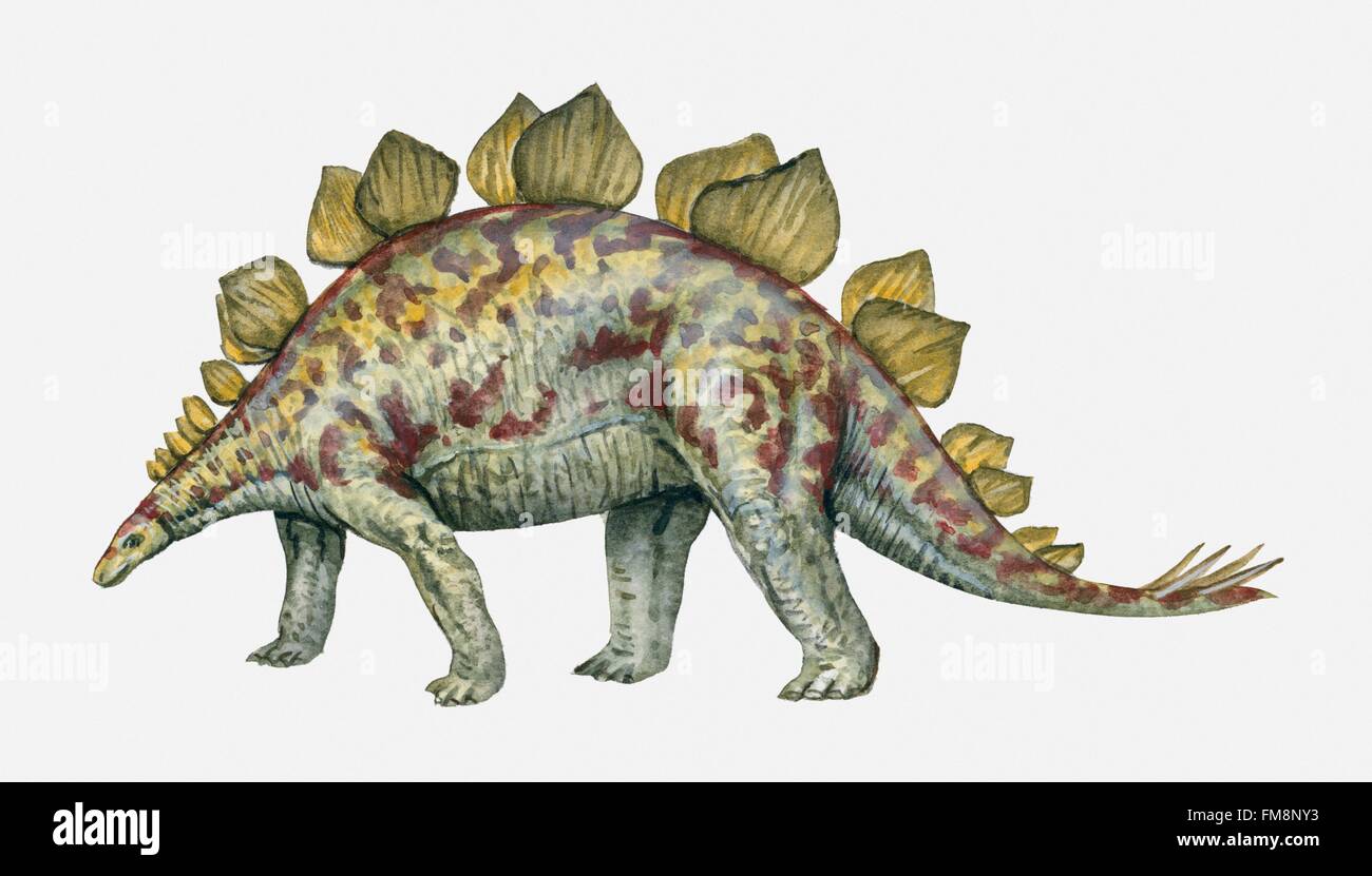 Vista lateral de un Stegosaurus. Foto de stock