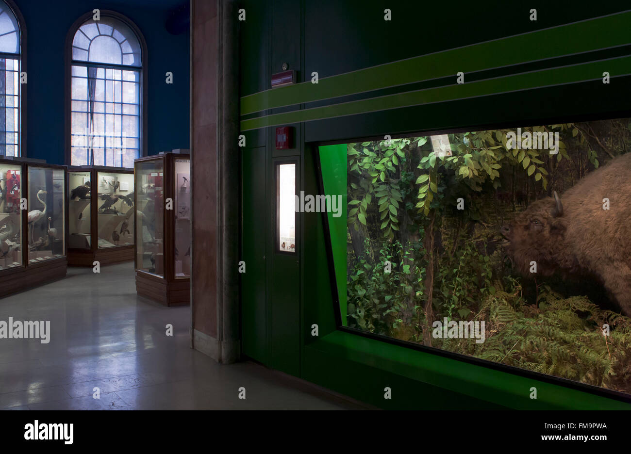 Museo de Historia Natural, animales de peluche en vitrinas: bisonte Foto de stock