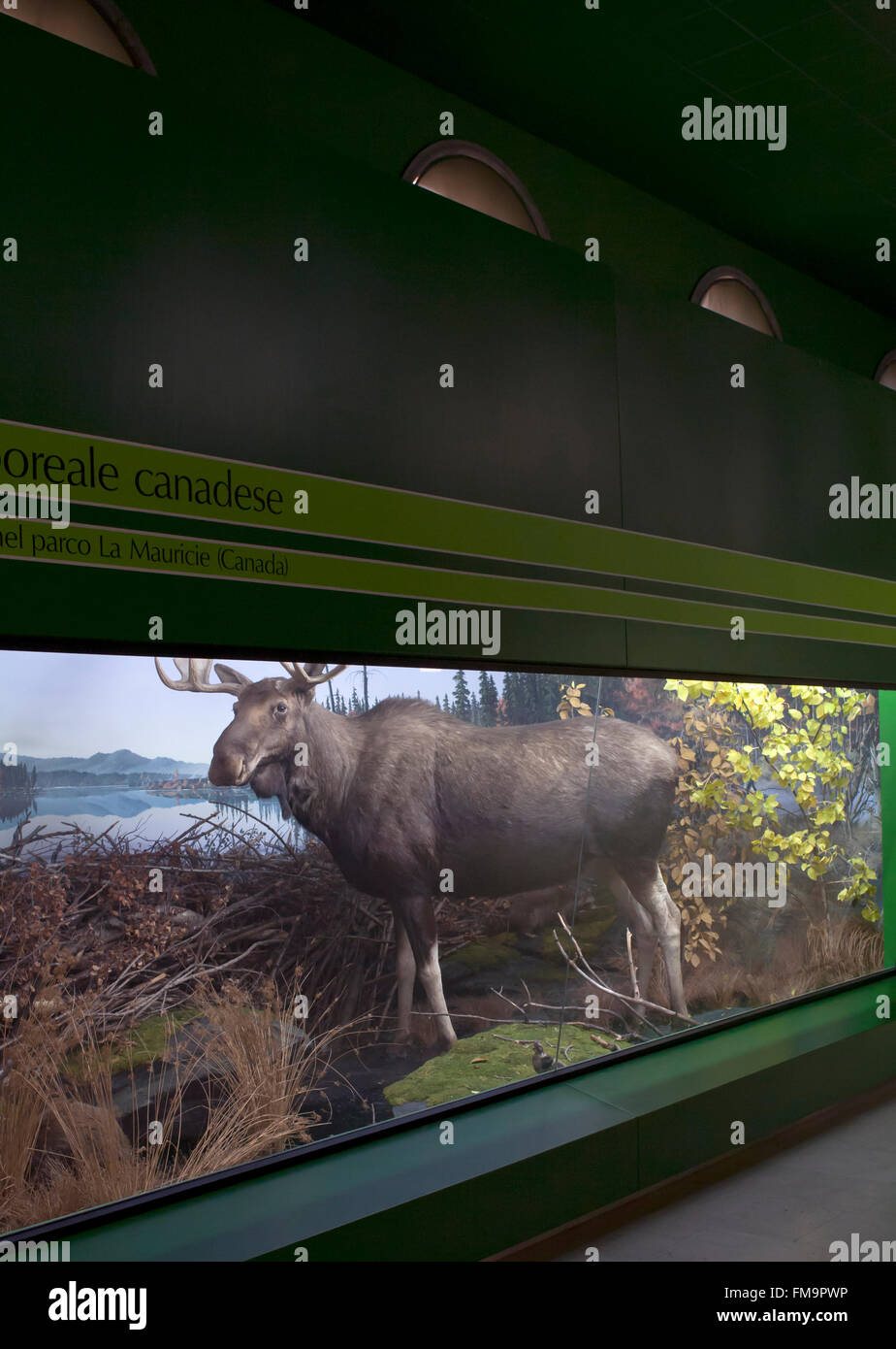 Museo de Historia Natural, animales de peluche en vitrinas: renos Foto de stock