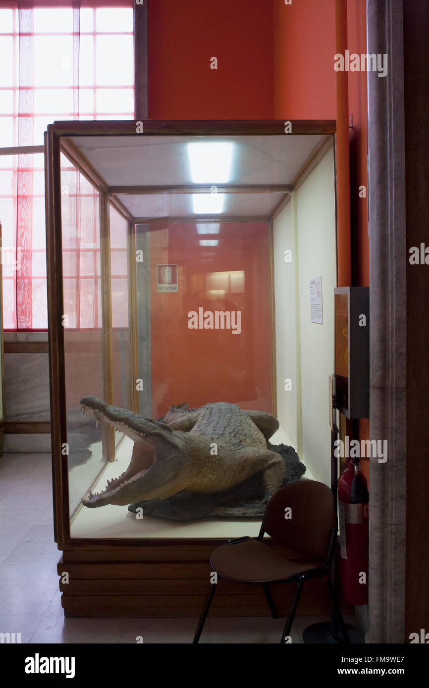 Museo de Historia Natural, animales de peluche en vitrinas: cocodrilo Foto de stock