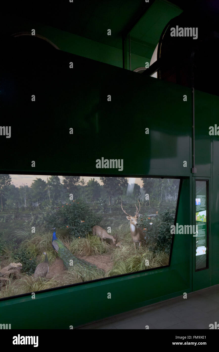 Museo de Historia Natural, animales de peluche en vitrinas: ciervos y pavos reales Foto de stock