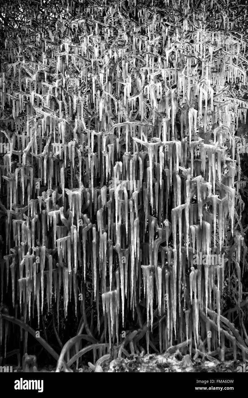 Icicle árbol natural causada por el agua de la inundación está salpicado por autos pasando creando un inusual spectical natural Foto de stock