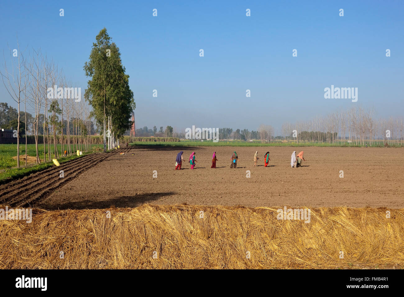 Una tradicional Punjabi escenario agrícola con mujeres sembrando semillas en los surcos del campo en primavera. Foto de stock