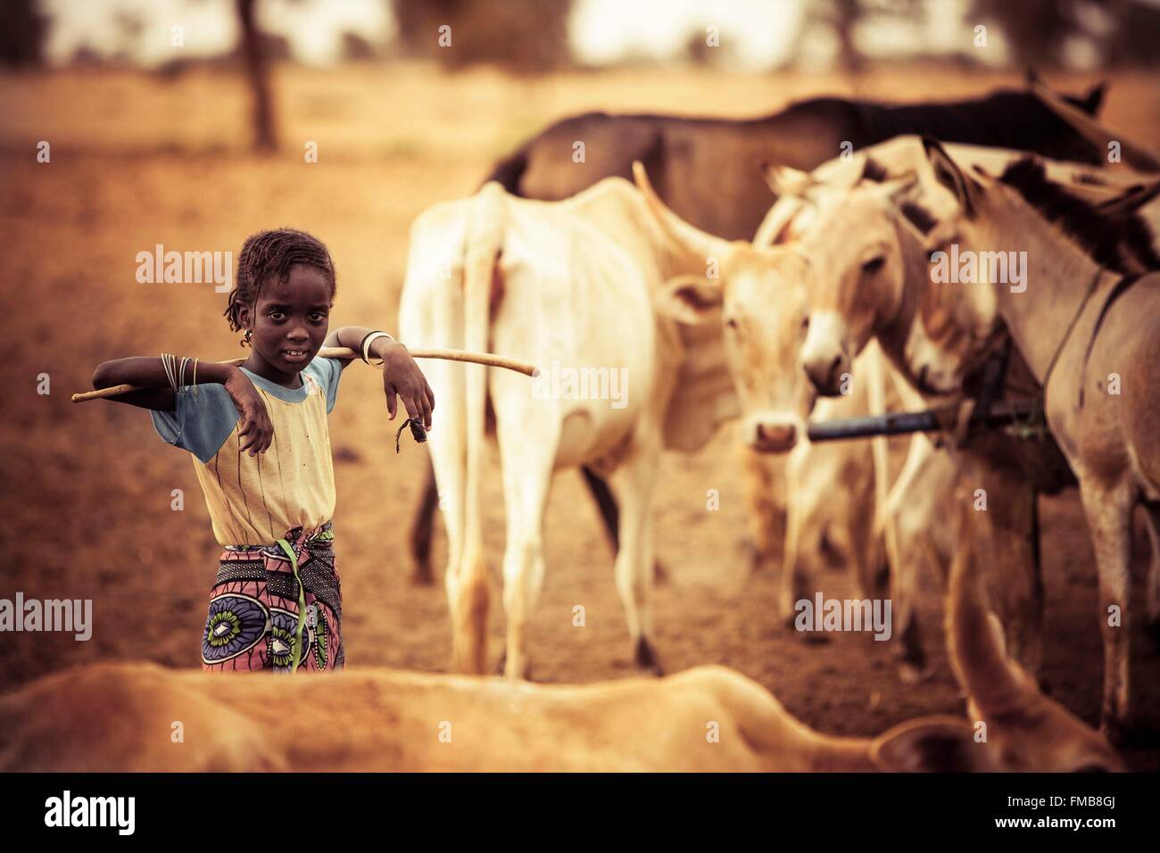 Senegal, Sahel, región, Widou Thiengoly Ferlo, ganado joven portero Foto de stock