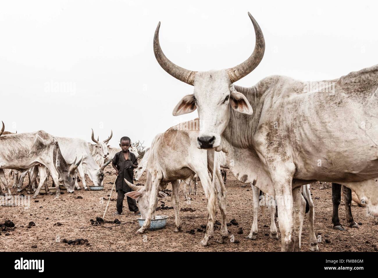 Senegal, Sahel, región, Widou Thiengoly Ferlo, ganado joven portero Foto de stock