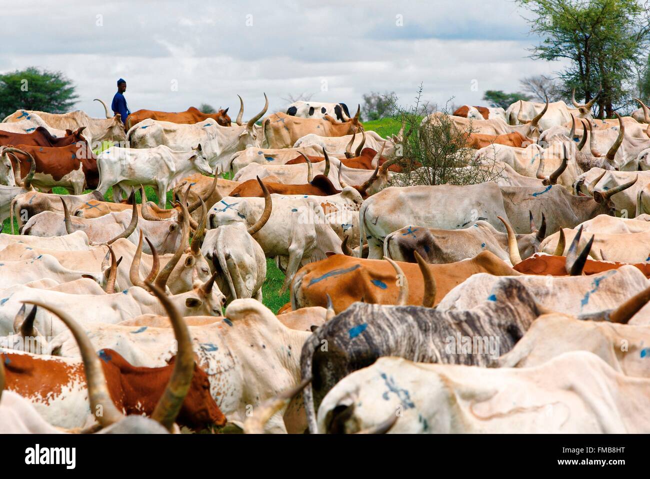 Senegal, Sahel, región, Widou Thiengoly Ferlo, Berger y su ganado ceb Foto de stock