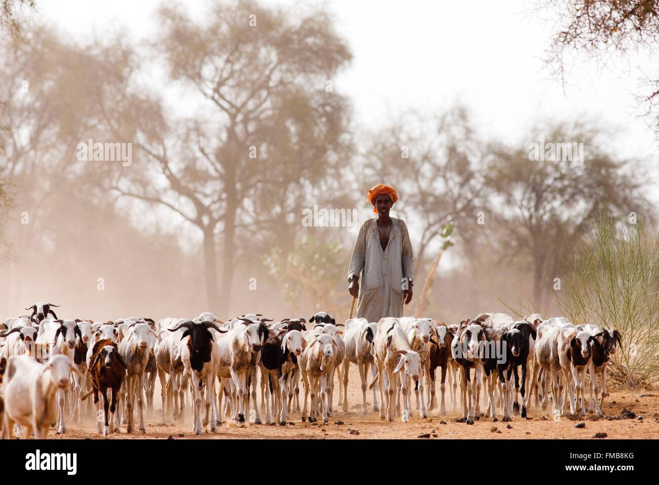 Senegal, Sahel, región, Widou Thiengoly Ferlo, rebaño de cabras Foto de stock