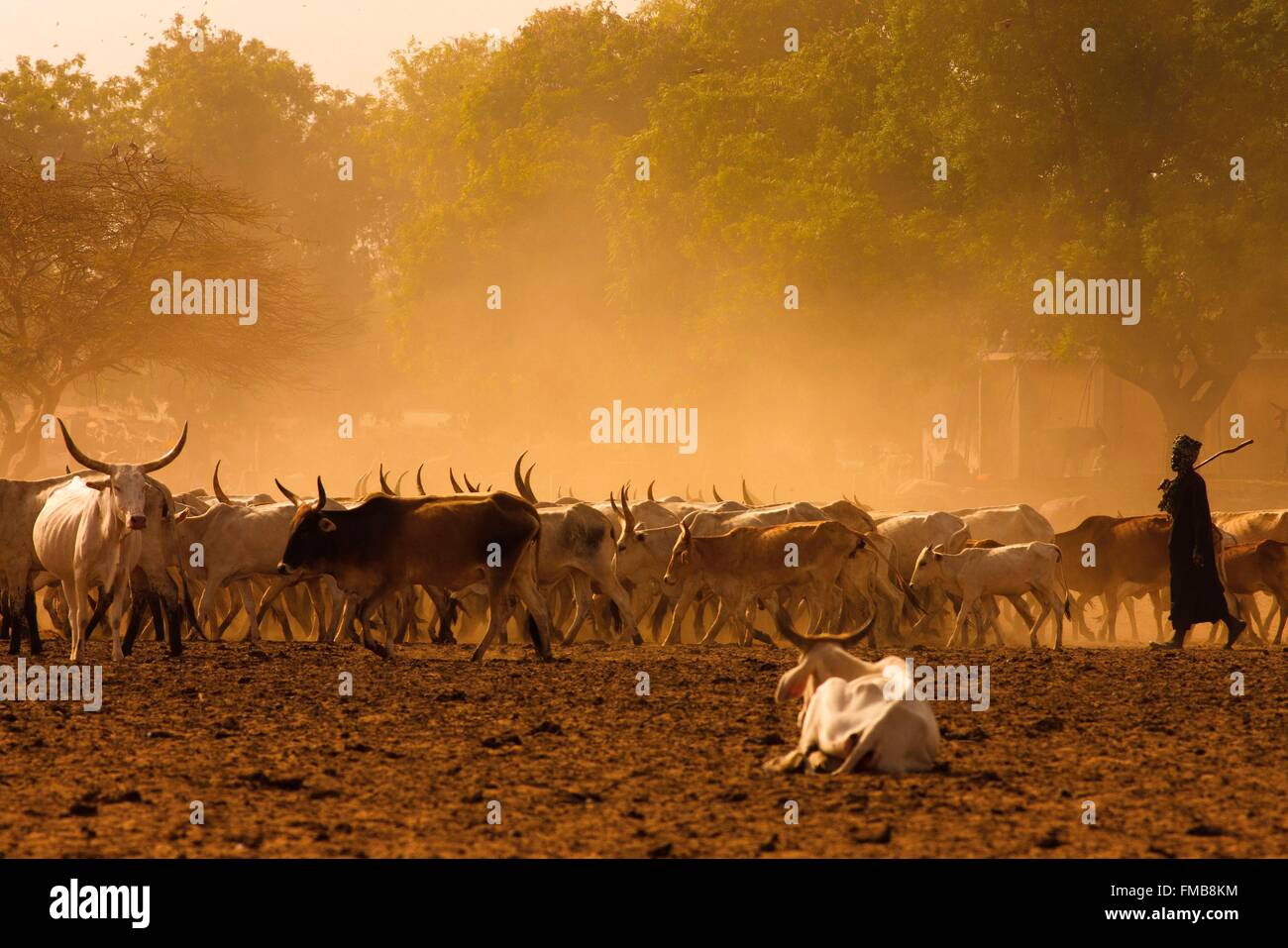 Senegal, Sahel, región, Widou Thiengoly Ferlo, Rebaño de vacas Foto de stock