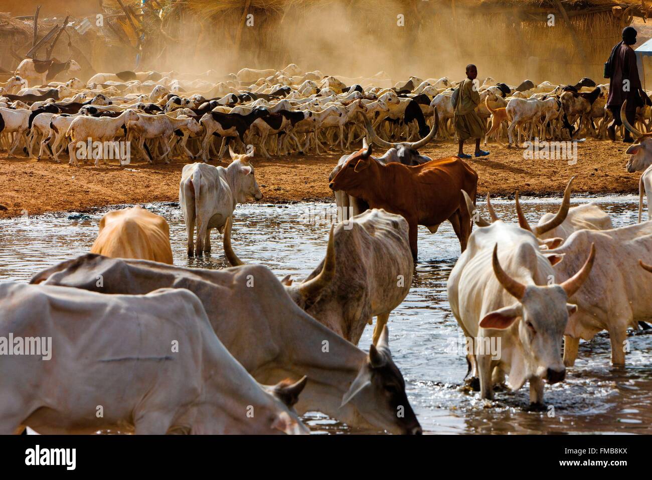 Senegal, Sahel, región, Widou Thiengoly Ferlo, Rebaño de vacas Foto de stock
