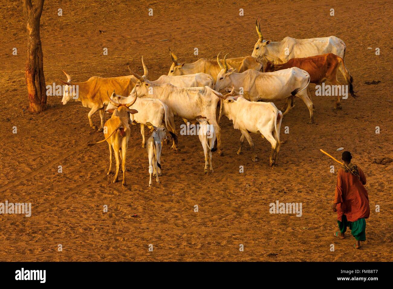 Senegal, Sahel, región, Widou Thiengoly Ferlo, Rebaño de vacas Foto de stock