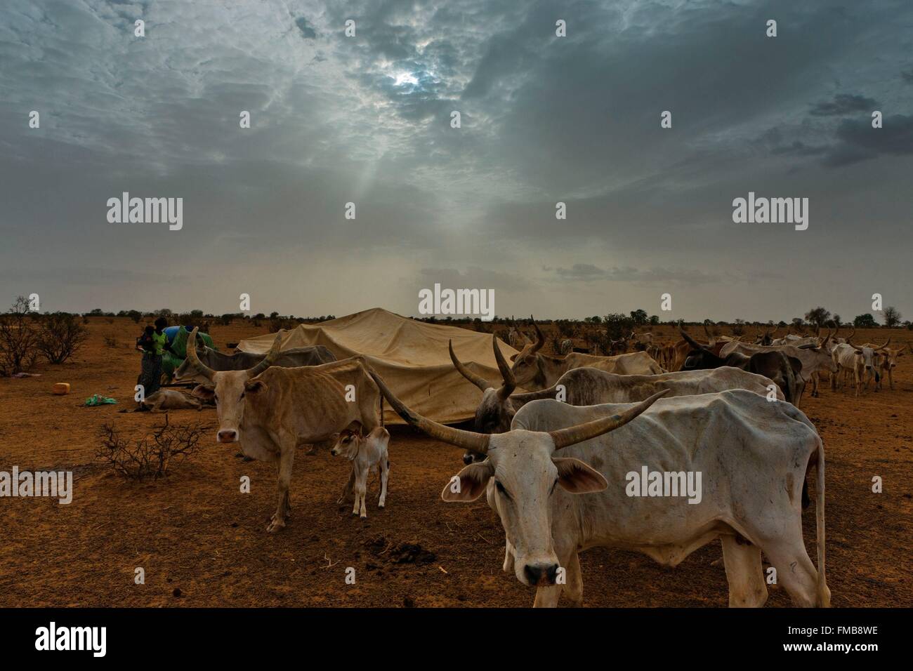 Senegal, Sahel, región, Widou Thiengoly Ferlo, rebaño bajo un cielo amenazador Foto de stock