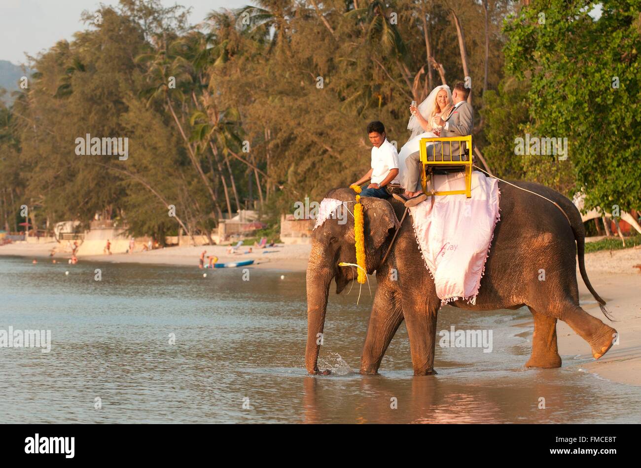 Tailandia, Koh Samui, el matrimonio con extranjeros, nadando en el mar con elefantes (Elephas maximus) Foto de stock