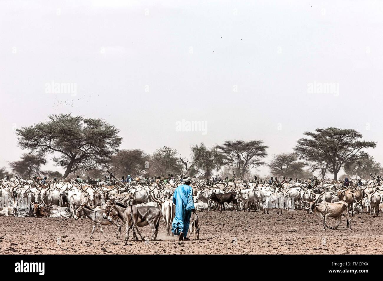 Senegal, Sahel, región, Widou Thiengoly Ferlo, manada de CEB Foto de stock