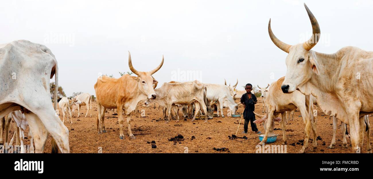 Senegal, Sahel, región, Widou Thiengoly Ferlo, Manada de ganado Foto de stock